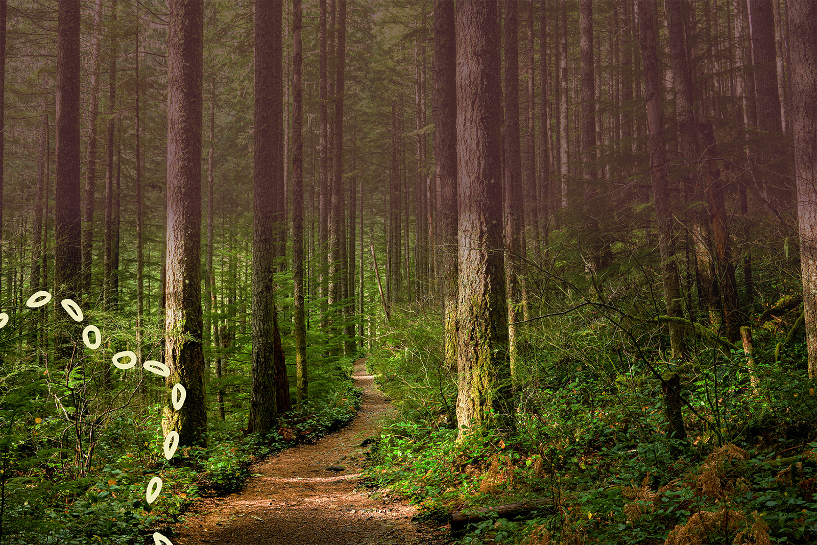 Photo of a path in a forest, surrounded by tall ancestor trees.